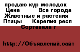 продаю кур молодок. › Цена ­ 320 - Все города Животные и растения » Птицы   . Карелия респ.,Сортавала г.